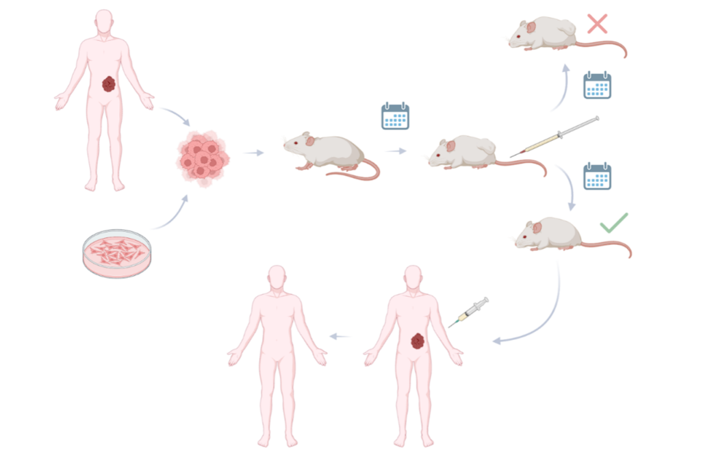 The principles and applications of xenograft models in preclinical oncology research