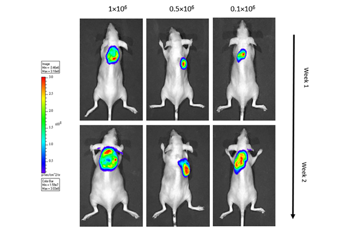 The principles and applications of xenograft models in preclinical oncology research