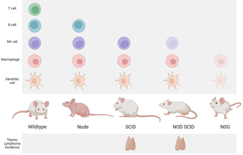 The principles and applications of xenograft models in preclinical oncology research