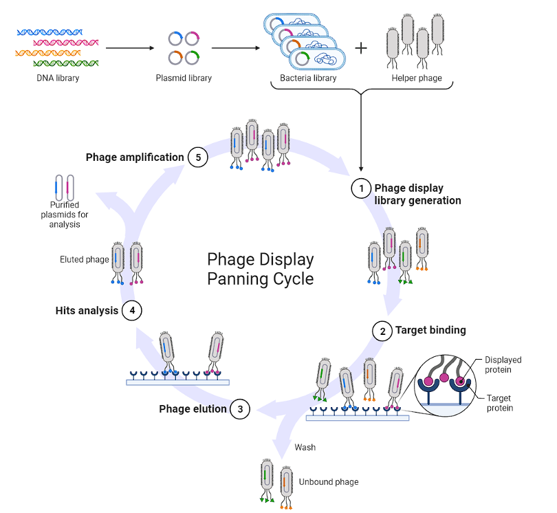 How can in vivo phage display support antibody selection and targeted drug development?