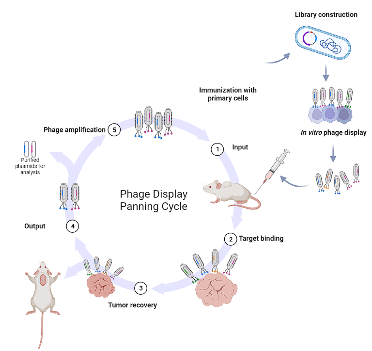 How can in vivo phage display support antibody selection and targeted drug development?