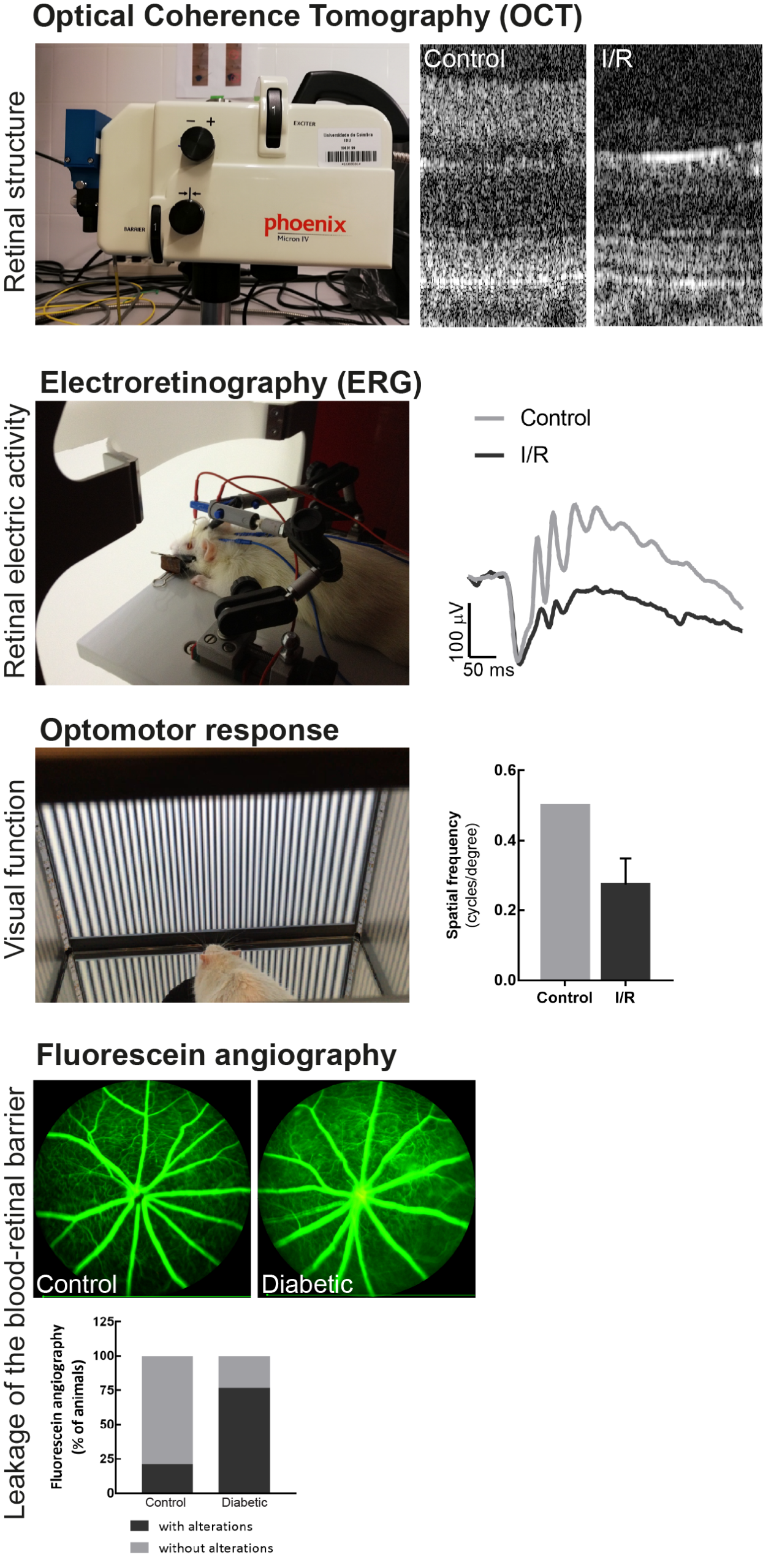 How do in vivo models in retinal research bridge pathophysiology and translational development?
