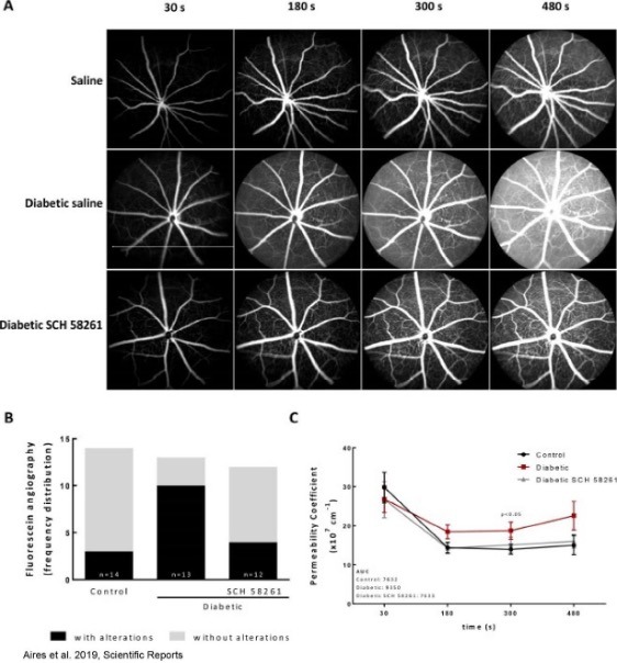 Diabetic retinopathy case study: evaluating retinal damage and therapeutic responses in preclinical models