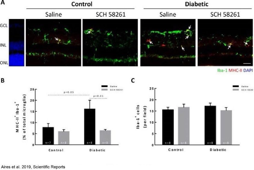 Diabetic retinopathy case study: evaluating retinal damage and therapeutic responses in preclinical models