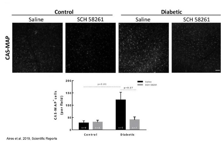 Diabetic retinopathy case study: evaluating retinal damage and therapeutic responses in preclinical models
