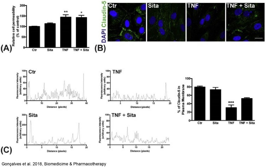 Diabetic retinopathy case study: evaluating retinal damage and therapeutic responses in preclinical models